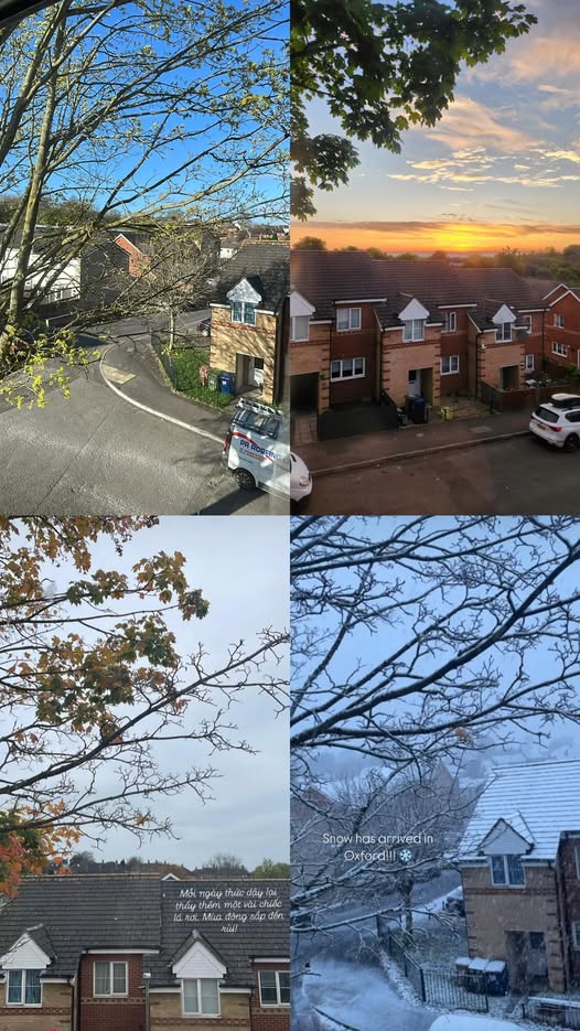 Chiếc cây trước phòng ngủ qua 4 mùa xuân - hạ - thu - đông 🥹